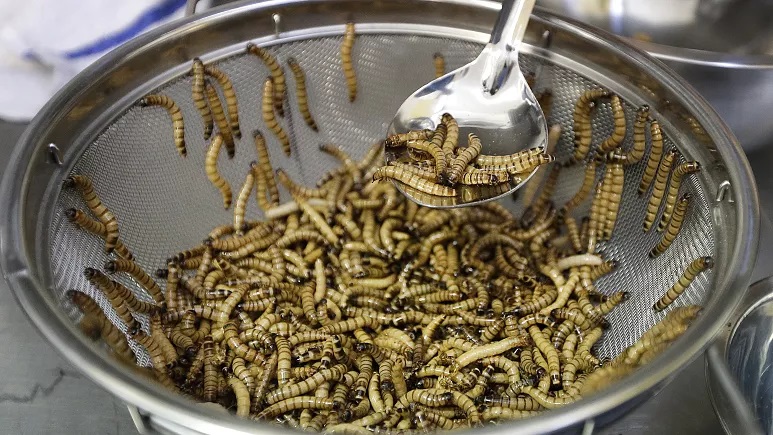 بزرگترین مزرعه و کارخانه تولید حشرات خوراکی با صدها میلیون یورو در فرانسه توسعه پیدا می‌کند