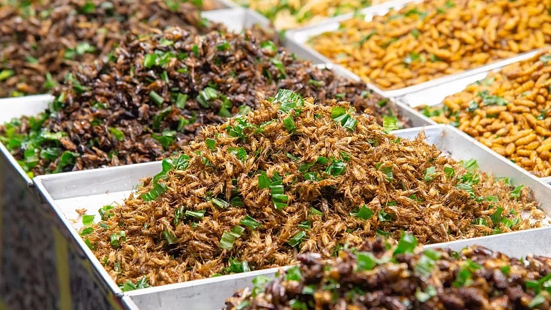 دانشمندان آمریکایی: خوردن حشرات به سلامت روده انسان کمک خواهد کرد