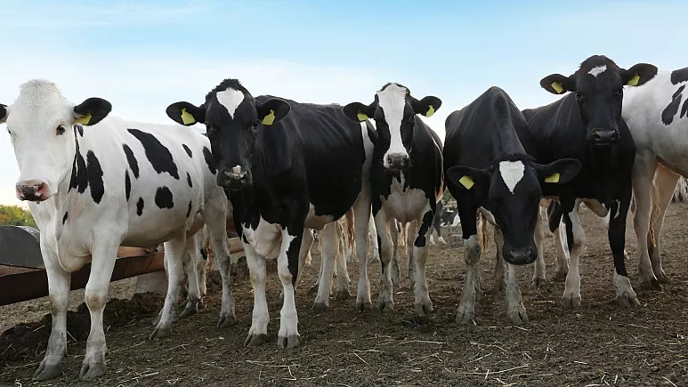 گاوهای سازگار با تغییرات اقلیمی و با انتشار گاز متان کمتر پرورش می‌یابند